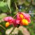 BRSLEN EVROPSKÝ (EUONYMUS EUROPAEUS)