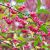 BRSLEN EVROPSKÝ (EUONYMUS EUROPAEUS)