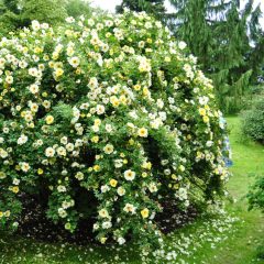 RŮŽE BEDROVNÍKOLISTÁ (ROSA PIMPINELLIFOLIA)