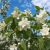 Pustoryl věncový (Philadelphus coronarius)