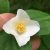 Pustoryl věncový (Philadelphus coronarius)
