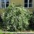 Pustoryl věncový (Philadelphus coronarius)