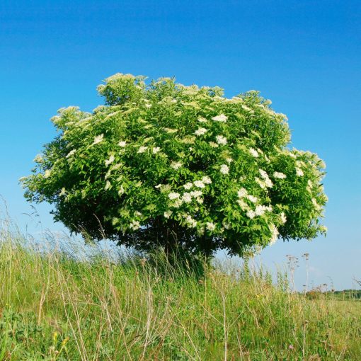 BEZ ČERNÝ (SAMBUCUS NIGRA)