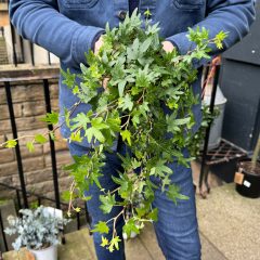 Břečťan popínavý (HEDERA HELIX)