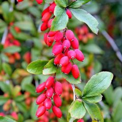 Dřišťál obecný (Berberis vulgaris)