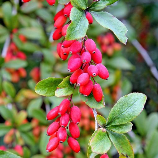 Dřišťál obecný (Berberis vulgaris)