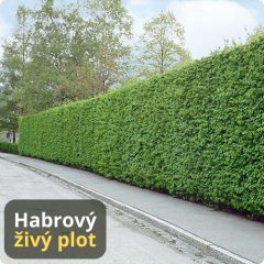 PŮSOBIVÝ "HYBRID" HABROVÝ ŽIVÝ PLOT