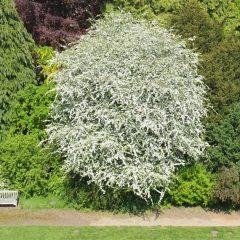 HLOH JEDNOBLIZNÝ (CRATAEGUS MONOGYNA)