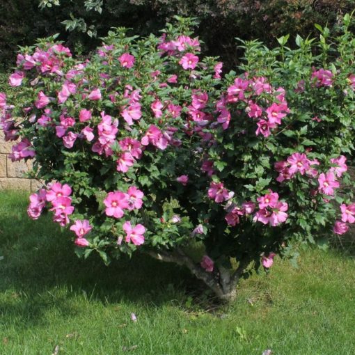 IBIŠEK SYRSKÝ (HIBISCUS SYRIACUS)