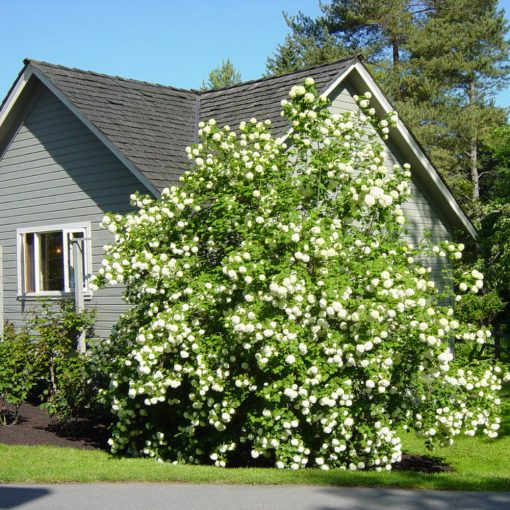 KALINA OBECNÁ (VIBURNUM OPULUS)