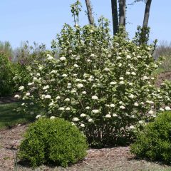 Kalina tušalaj (Viburnum lantana)