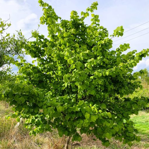 LÍSKA OBECNÁ (CORYLUS AVELLANA)