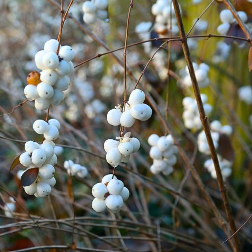 Pámelník bílý (SYMPHORICARPOS ALBUS)