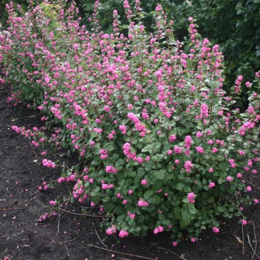 Pámelník červený (Symphoricarpos orbiculatus)