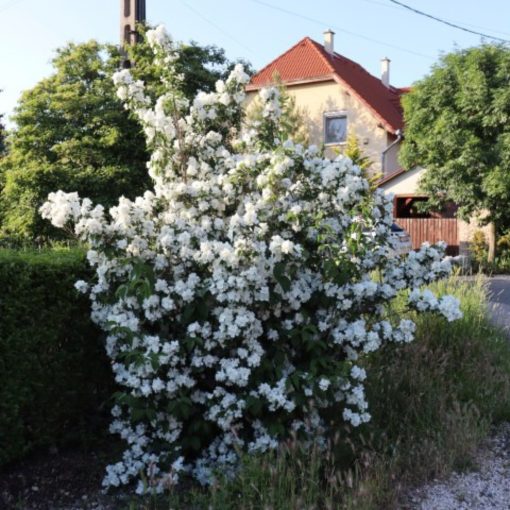 Pustoryl věncový (Philadelphus coronarius)