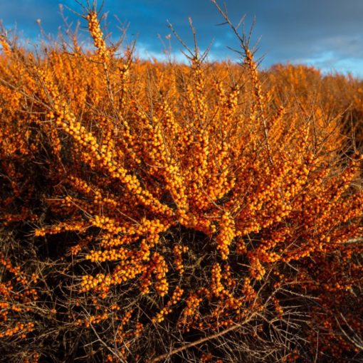 Rakytník řešetlákový (HIPPOPHAE RHAMNOIDES)