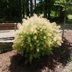 RUJ VLASATÁ (COTINUS COGGYGRIA)