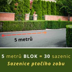 SAZENICE PTAČÍHO ZOBU ZIMOZELENÉHO (5 METRŮ)