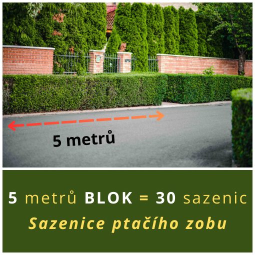 SAZENICE PTAČÍHO ZOBU ZIMOZELENÉHO (5 METRŮ)