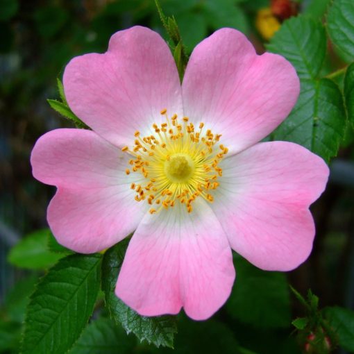 Šípek (Rosa canina)