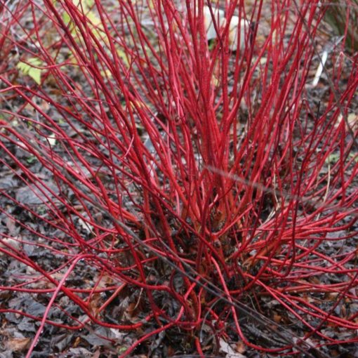 Svída bílá (CORNUS ALBA)