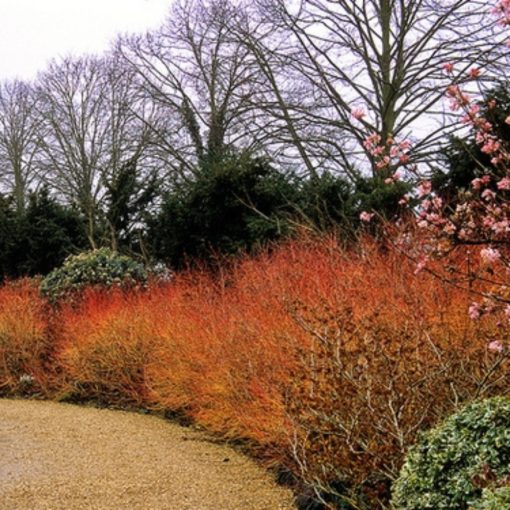 SVÍDA KRVAVÁ (CORNUS SANGUINEA)