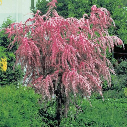 TAMARYŠEK ČTYRMUŽNÝ (TAMARIX TETRANDRA)