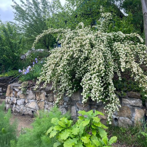 Tavolník kalinolistý (PHYSOCARPUS OPULIFOLIUS)