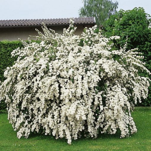 Tavolník van Houtteův (Spiraea vanhouttei)