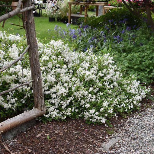 Trojpuk štíhlý (DEUTZIA GRACILIS)