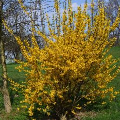 Zlatice prostřední (FORSYTHIA X INTERMEDIA)