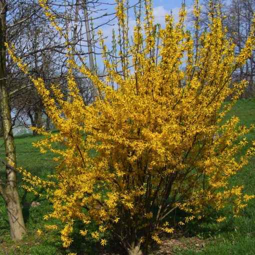 Zlatice prostřední (FORSYTHIA X INTERMEDIA)